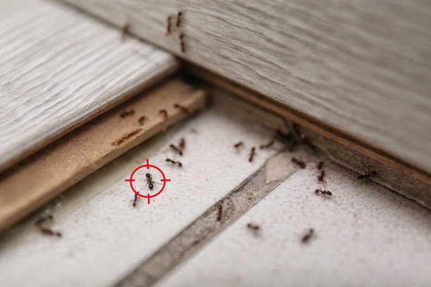 Best Exterminator Services  in Washington, IL