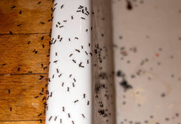Best Commercial Pest Control Services  in Washington, IL