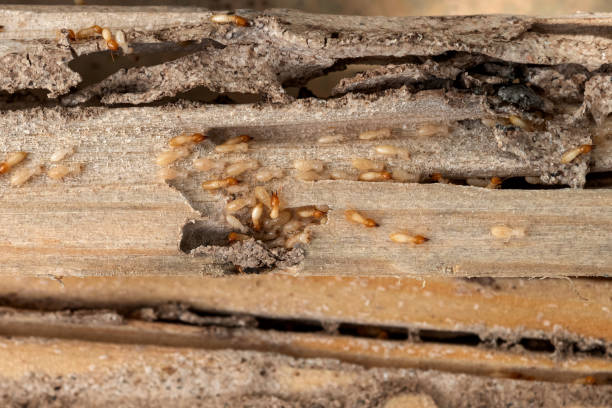 Best Cockroach Control Services  in Washington, IL